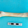 gazella_subgutturosa-27.jpg