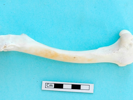 Femur: side view