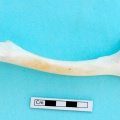 gazella_subgutturosa-28.jpg