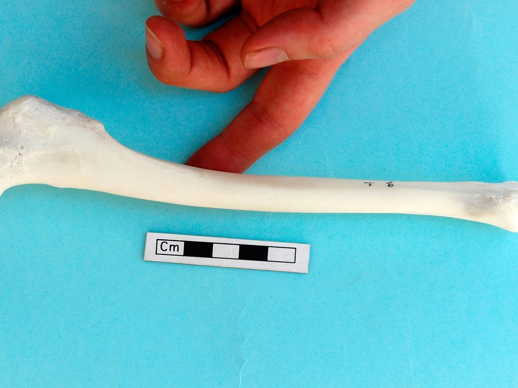 Tibia : vue médiale (18295 visites) Gazella subgutturosa - Mâle - Adulte - Élément gaucheCollection : Mission syro-japonaise d'Ain el... Tibia : vue médiale