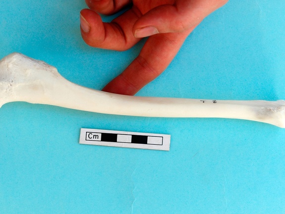 Tibia : vue médiale (18425 visites) Gazella subgutturosa - Mâle - Adulte - Élément gaucheCollection : Mission syro-japonaise d'Ain el... Tibia : vue médiale