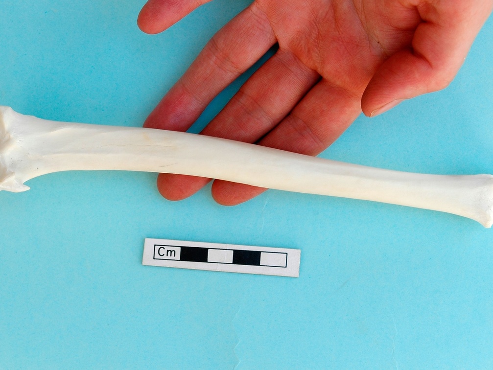 Tibia : vue postérieure (18019 visites) Gazella subgutturosa - Mâle - Adulte - Élément gaucheCollection : Mission syro-japonaise d'Ain el... Tibia : vue postérieure