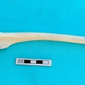 Tibia: vue latérale (18636 visites) Gazella subgutturosa - Mâle - Adulte - Élément gaucheCollection : Mission syro-japonaise d'Ain el... Tibia: vue latérale