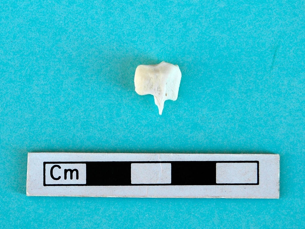 Malleolar bone: side view (16690 visits) Gazella subgutturosa - Male - Adult - Left elementCollection: Syrian-Japanese mission of Ain el-Kerk... Malleolar bone: side view