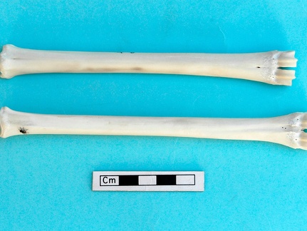 Métacarpe et métatarse : vue antérieure (20349 visites) Gazella subgutturosa - Mâle - Adulte - Éléments gauchesCollection : Mission syro-japonaise d'Ain ... Métacarpe et métatarse : vue antérieure
