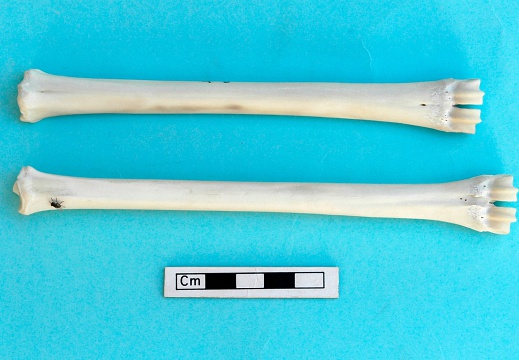 Metacarpus and metatarsus: anterior view