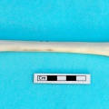 gazella_subgutturosa-39.jpg