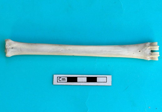 Metacarpus: posterior view