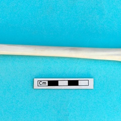 Métatarse : vue antérieure (18021 visites) Gazella subgutturosa - Mâle - Adulte - Élément gaucheCollection : Mission syro-japonaise d'Ain el... Métatarse : vue antérieure