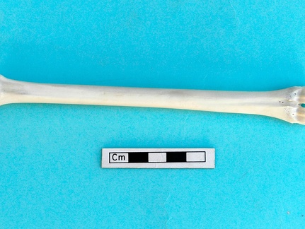 Métatarse : vue antérieure (18029 visites) Gazella subgutturosa - Mâle - Adulte - Élément gaucheCollection : Mission syro-japonaise d'Ain el... Métatarse : vue antérieure