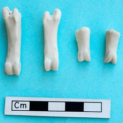 Phalanges (18724 visites) Gazella subgutturosa - Mâle - Adulte - Éléments gauchesCollection : Mission syro-japonaise d'Ain ... Phalanges