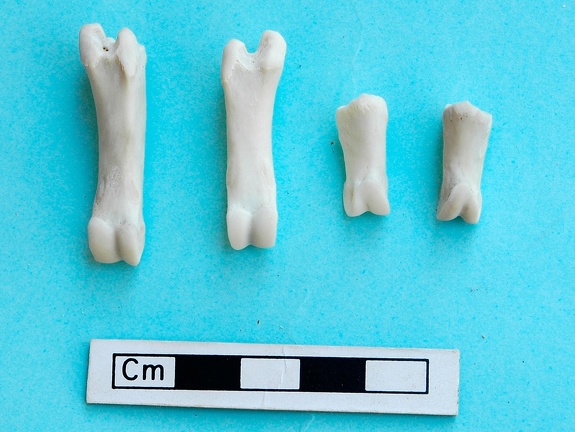 Phalanges (18701 visites) Gazella subgutturosa - Mâle - Adulte - Éléments gauchesCollection : Mission syro-japonaise d'Ain ... Phalanges
