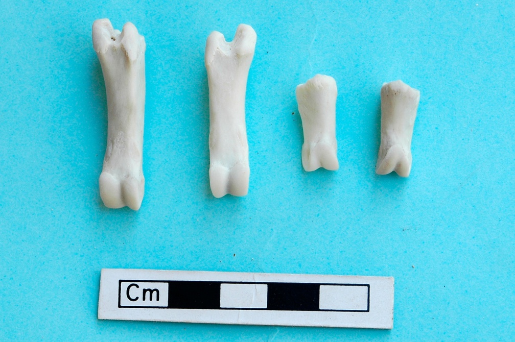 Phalanges