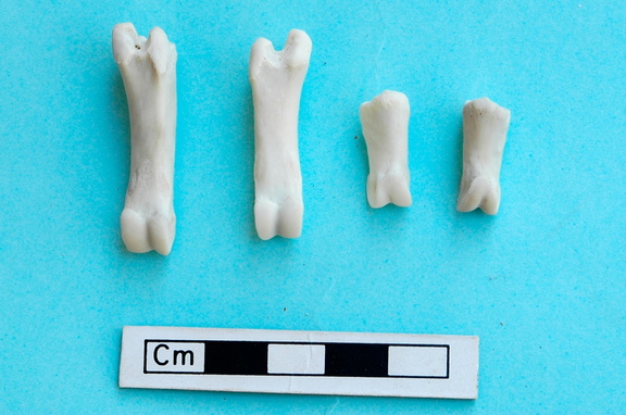 Phalanges