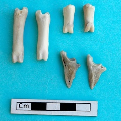 Phalanges (16423 visites) Gazella subgutturosa - Mâle - Adulte - Éléments gauchesCollection : Mission syro-japonaise d'Ain ... Phalanges