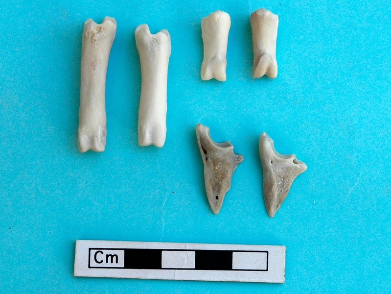 Phalanges (16340 visites) Gazella subgutturosa - Mâle - Adulte - Éléments gauchesCollection : Mission syro-japonaise d'Ain ... Phalanges