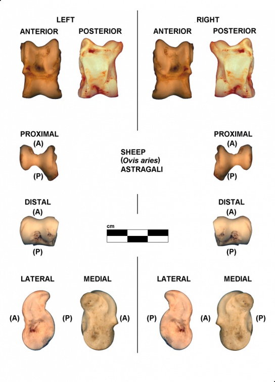 Talus droit et gauche