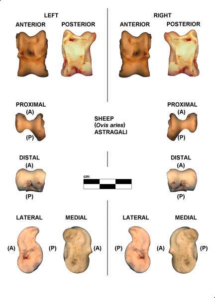 Ovis-Astragali-Left-Right.jpg