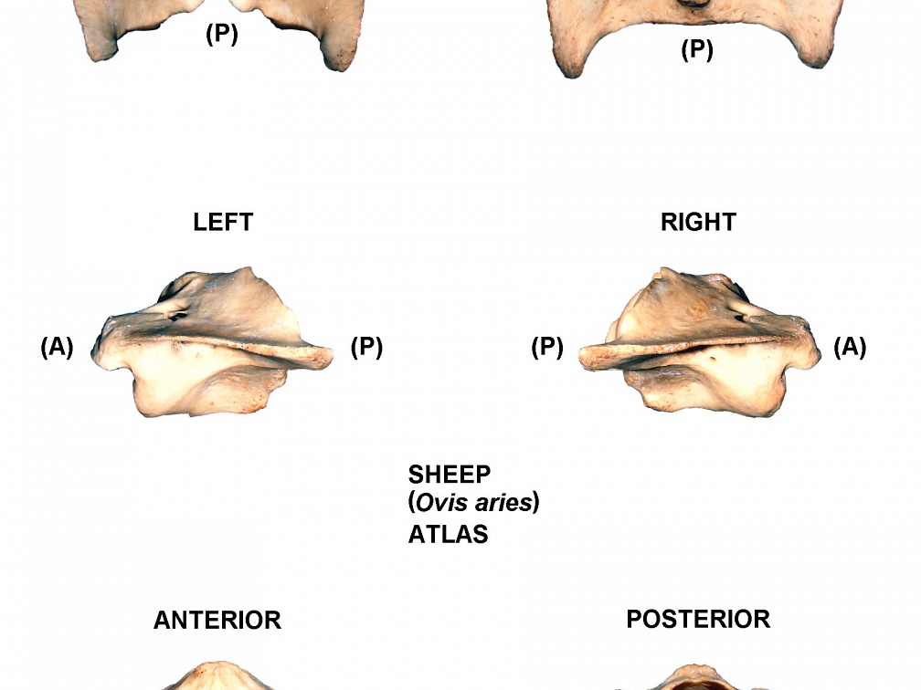 Atlas