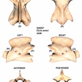 Ovis-Axis.jpg