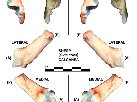 Right and left calcanea