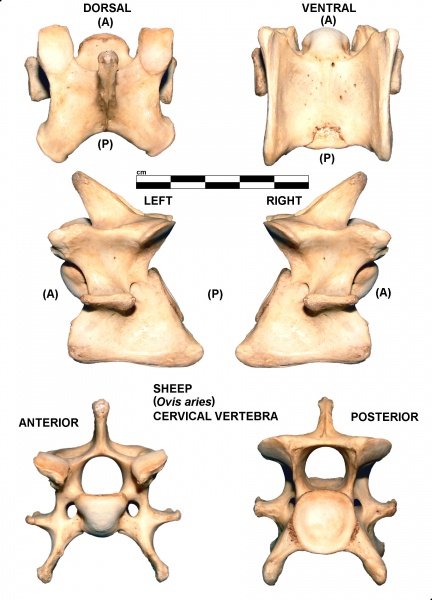 Ovis-Cervical-Verebra.jpg