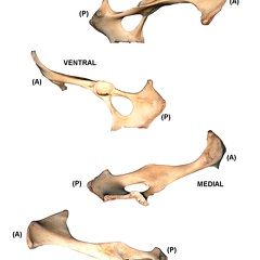 Coxal gauche