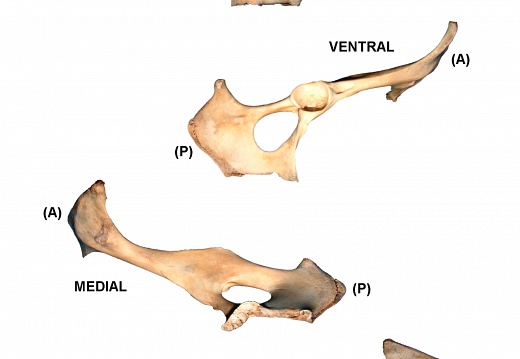 Coxal derecho