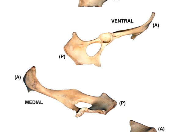 Coxal derecho