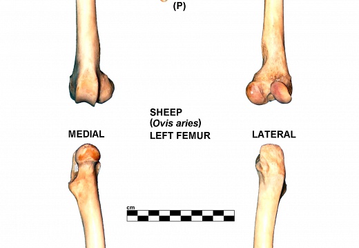 Left femur