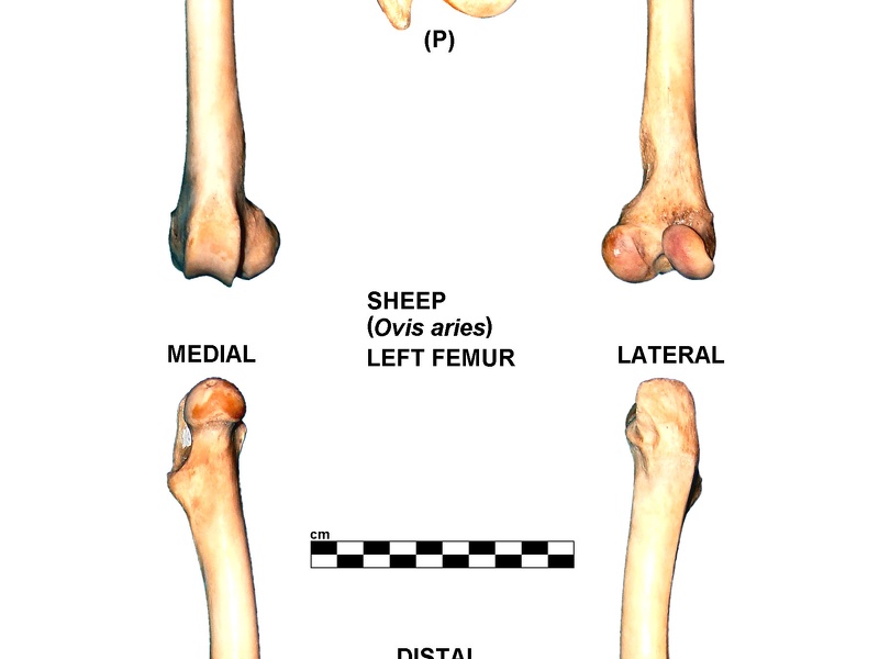 Left femur