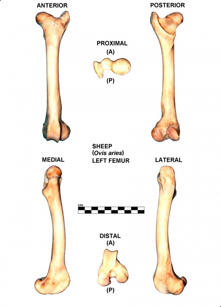 Ovis-Femur-Left.jpg