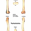 Ovis-Femur-Left.jpg
