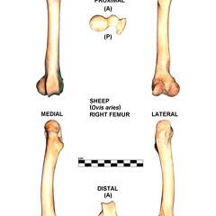 Right femur (26252 visits)
Right femur of sheep (Ovis aries)Photo author: Albert Fischer - Date: 27/04/2014.For more informat... Right femur