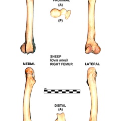 Right femur