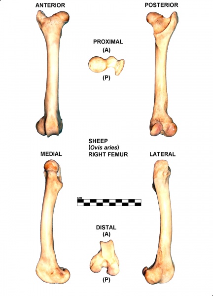 Ovis-Femur-Right.jpg