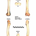 Ovis-Femur-Right.jpg