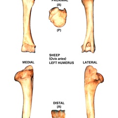 Left humerus