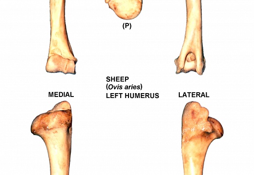 Left humerus