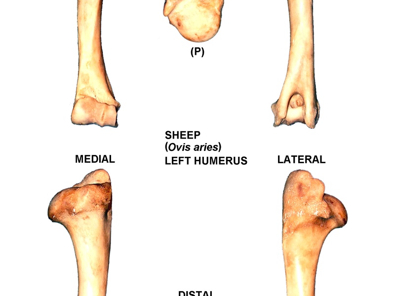 Humérus gauche