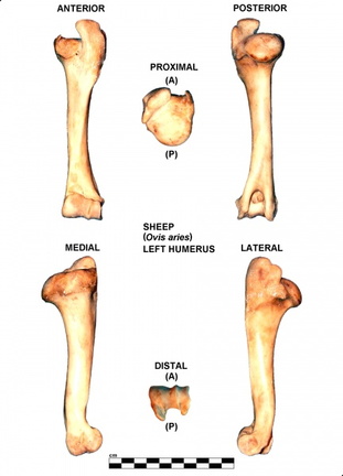 Left humerus