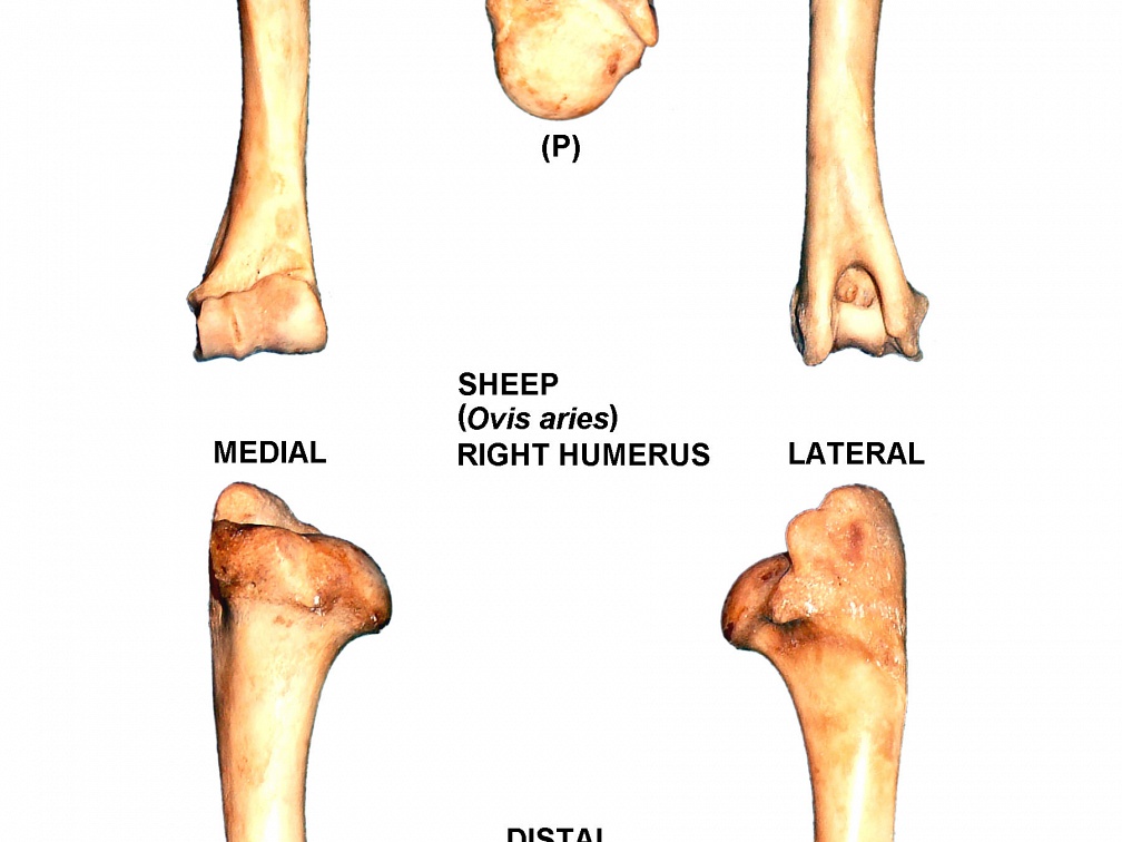 Right humerus