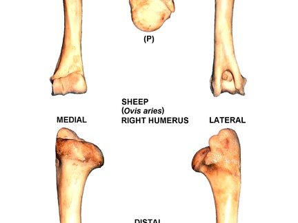 Humérus droit