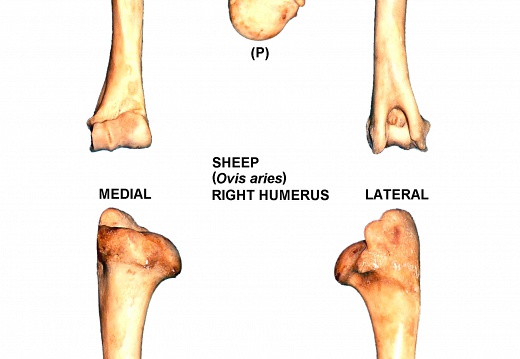 Right humerus