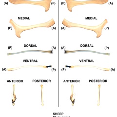 Hyoid bone (25130 visits)
Hyoid bone of sheep (Ovis aries)Photo author: Albert Fischer - Date: 27/04/2014.For more informati... Hyoid bone