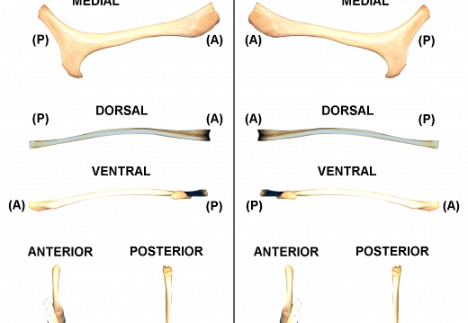 Hyoid bone