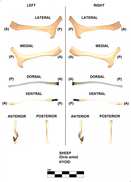 Ovis-Hyoid.jpg