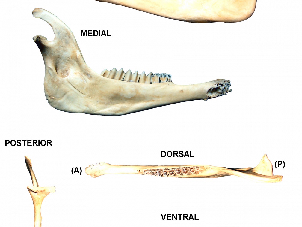 Left mandible