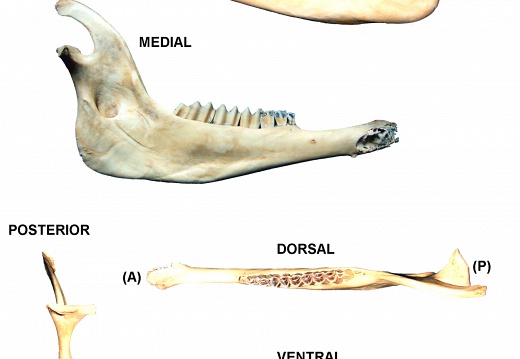 Mandibule gauche