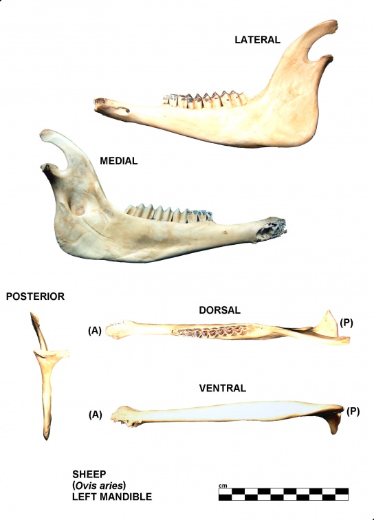 Mandibule gauche